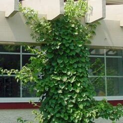 Vining Hydrangea Plant - Hydrangea Petiolaris - Shade - 4" Pot