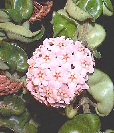 Indian Hindu Rope Plant - Hoya Carnosa Compacta - 6" Pot - Image 6