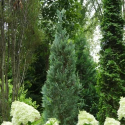 PINPOINT® Blue False Cypress - 4" Pot - Chamaecyparis