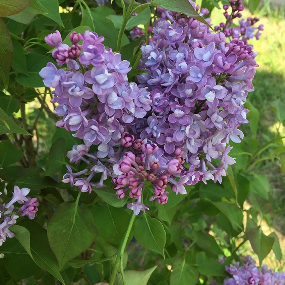 Scentara® Double Blue Lilac - 4" Pot - Syringa - Proven Winners
