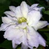 Diamond Ball Clematis - 4" Pot - Proven Winners