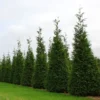 Green Giant Arborvitae - 4" Pot - Thuja