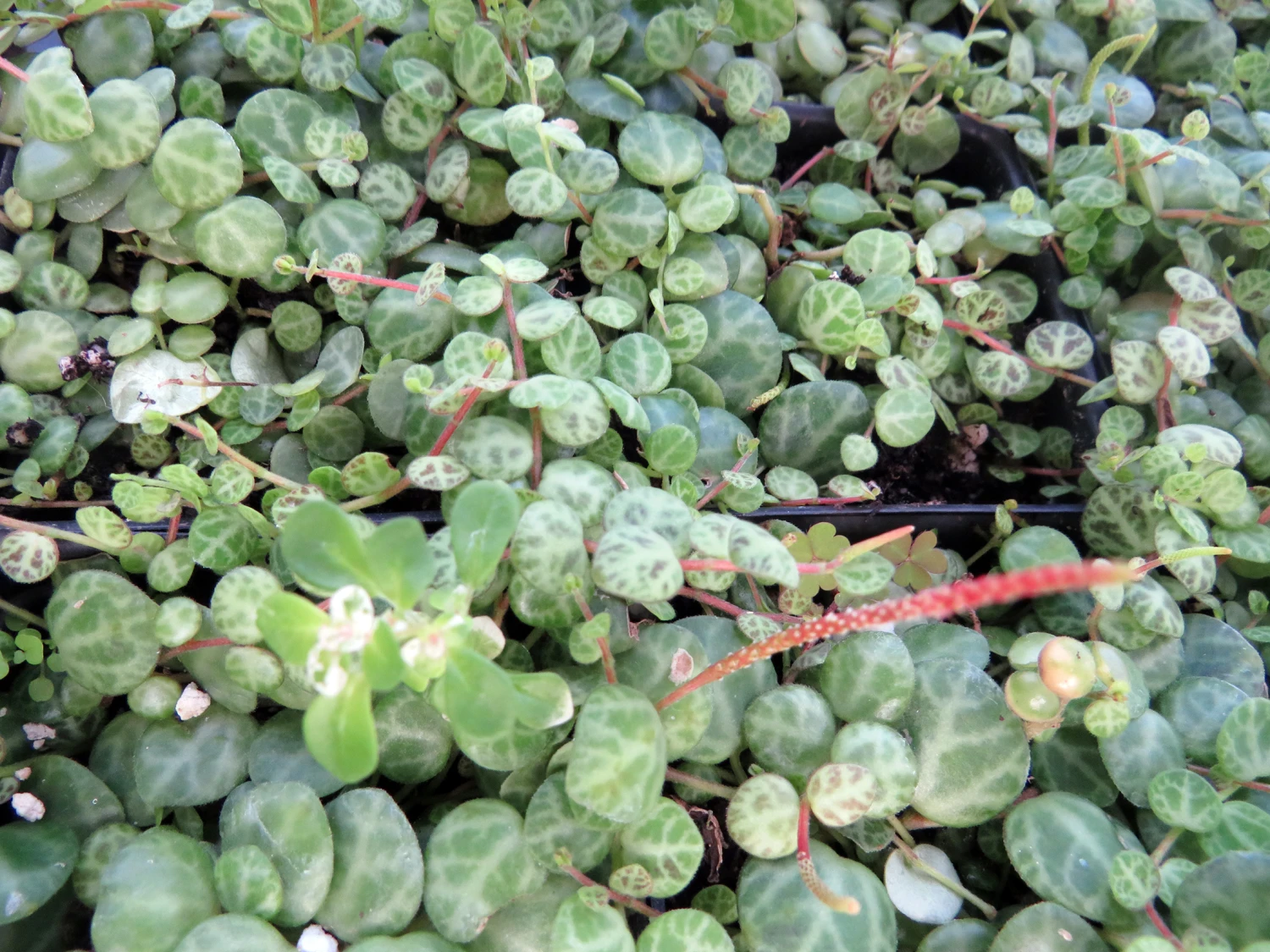 String Of Hearts/Turtles/Peace Sign/Cross - Peperomia Prostrata- 2.5" Pot - Image 4