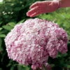 Incrediball® Blush Hydrangea Perennial - Huge Flowers - 4" Pot - Proven Winners