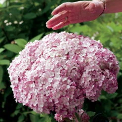 Incrediball® Blush Hydrangea Perennial - Huge Flowers - 4" Pot - Proven Winners