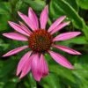 Ruby Star Coneflower Perennial - Echinacea - Quart Pot