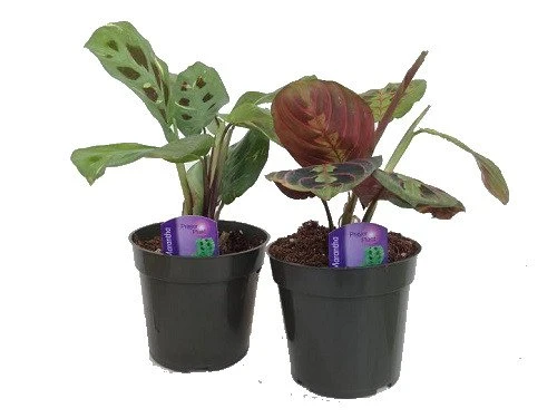 Hirt's 1 Red & 1 Green Prayer Plant - Maranta - Easy To Grow - 4" Pot - Image 4