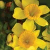 Sunny Boulevard™ St. John's-Wort - 4" Pot - Hypericum - Proven Winners