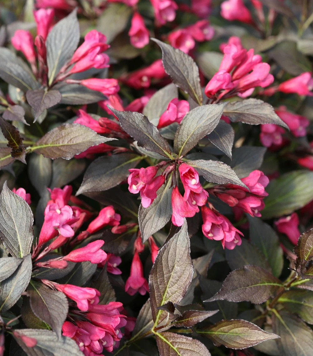Spilled Wine® Weigela - Red Leaves, Magenta Flowers - Proven Winners - 4" Pot