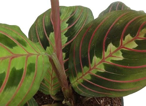 Hirt's 1 Red & 1 Green Prayer Plant - Maranta - Easy To Grow - 4" Pot - Image 3