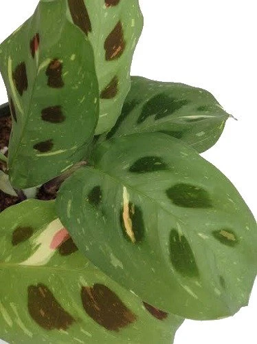 Hirt's 1 Red & 1 Green Prayer Plant - Maranta - Easy To Grow - 4" Pot - Image 2