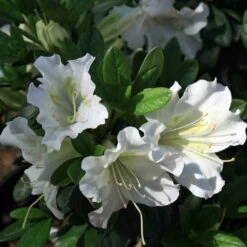 White Bloom-A-Thon® Everblooming Azalea - Everblooming -Proven Winners- 4" Pot