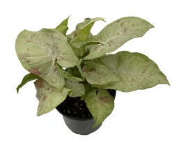 Milk Confetti Arrowhead Plant - Syngonium/Nepthytis - 4" Pot