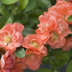 Double Take™ Chaenomeles Peach - 4" Pot - Flowering Quince - Proven Winners