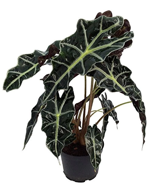 Amazon Black Shield Plant - Alocasia Polly - Houseplant - 6" Pot - Image 2