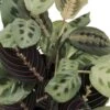 Hirt's 1 Red & 1 Green Prayer Plant - Maranta - Easy To Grow - 4" Pot