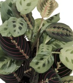 Hirt's 1 Red & 1 Green Prayer Plant - Maranta - Easy To Grow - 4" Pot