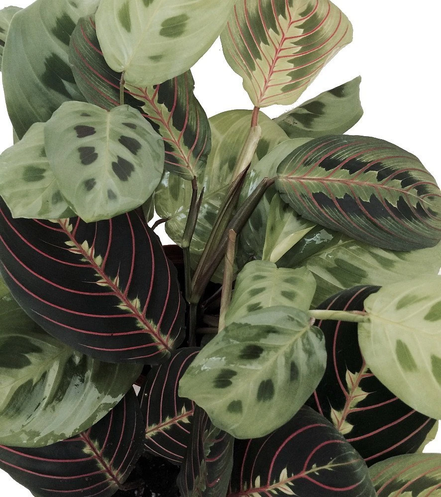 Hirt's 1 Red & 1 Green Prayer Plant - Maranta - Easy To Grow - 4" Pot