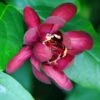 Calycanthus Aphrodite PPAF- Sweetshrub - Fragrant - Proven Winners - 4" Pot