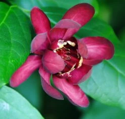 Calycanthus Aphrodite PPAF- Sweetshrub - Fragrant - Proven Winners - 4" Pot
