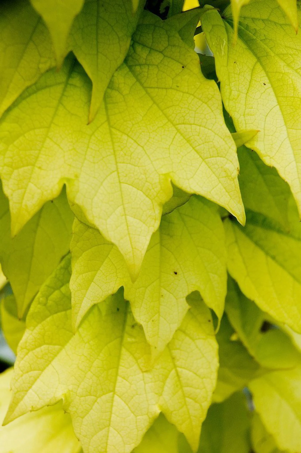 Fenway Park Golden Boston Ivy Plant - Parthenocissus - 2.5" Pot - Image 3