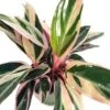 Tricolor Prayer Plant - Stromanthe Triostar - Easy To Grow House Plant - 4" Pot