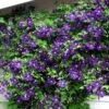 Jackmani Superba Clematis Vine - 2.5" Pot