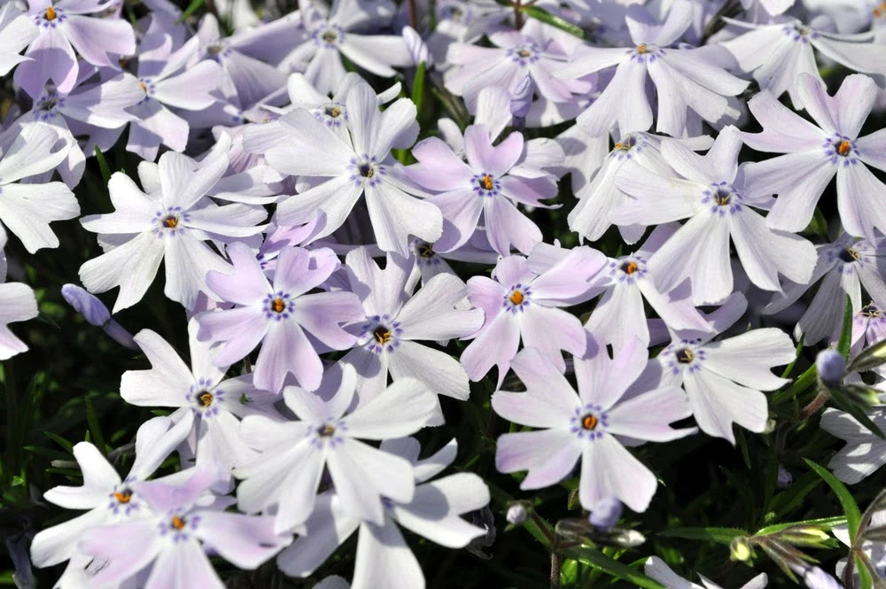 Emerald Blue Phlox Perennial - Potted - Live Plant - Quart Pot