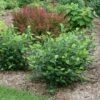 LOW SCAPE HEDGER® Chokeberry - 4" Pot - Aronia - Proven Winners