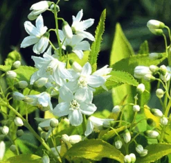 Chardonnay Pearls® Deutzia Gracilis 'Duncan' - 4" Pot - Proven Winners