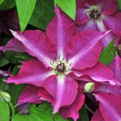 Viva Polonia Clematis - 4" Pot - Proven Winners