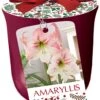Apple Blossom Bourdeux Ceramic Amaryllis Kit - Bulb/Planting Medium/Soil