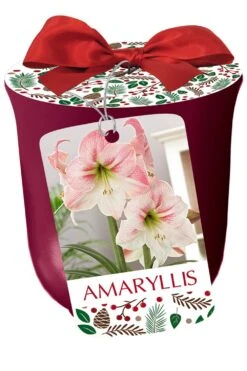 Apple Blossom Bourdeux Ceramic Amaryllis Kit - Bulb/Planting Medium/Soil