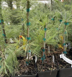 Angel Falls Weeping Eastern White Pine - Pinus Strobus Pendula - 5.5" Pot