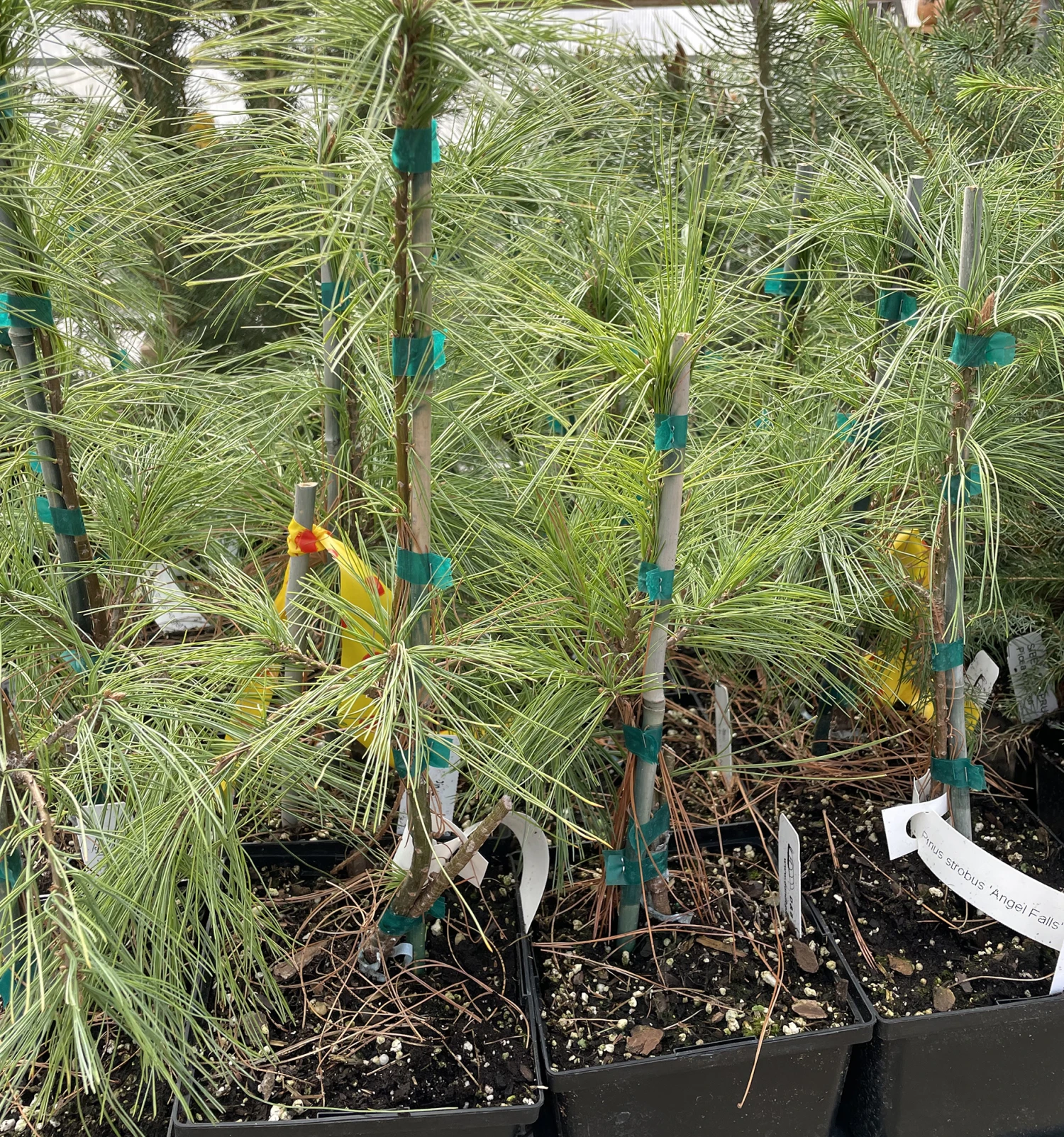 Angel Falls Weeping Eastern White Pine - Pinus Strobus Pendula - 5.5" Pot