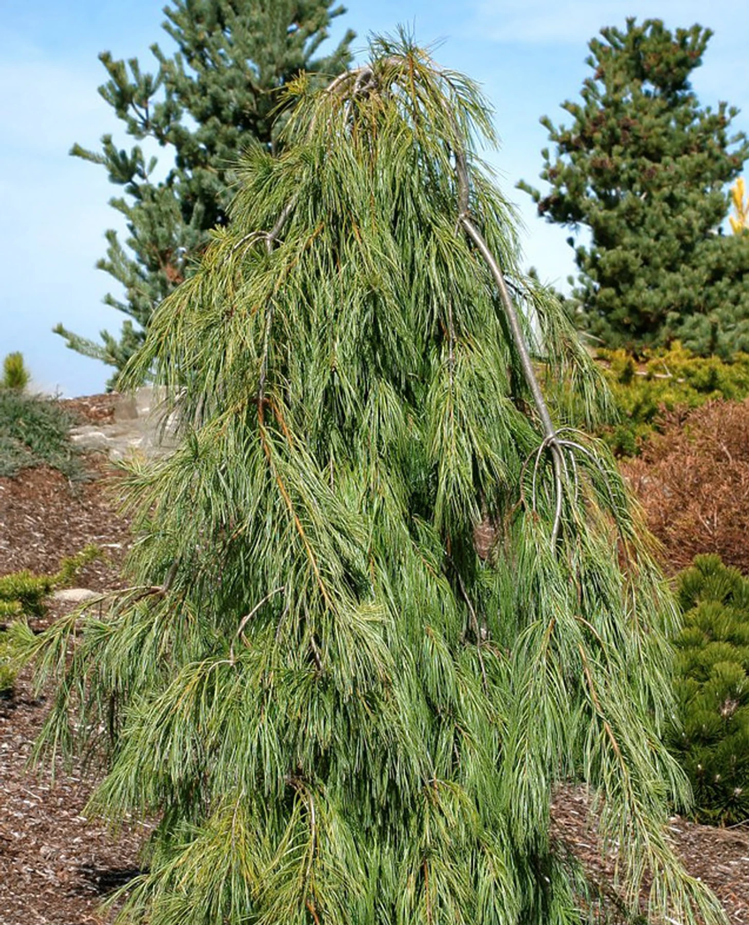 Angel Falls Weeping Eastern White Pine - Pinus Strobus Pendula - 5.5" Pot - Image 2