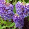 Amethyst Falls Wisteria Vine - 4" Pot
