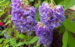 Amethyst Falls Wisteria Vine - 4" Pot