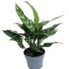 Maria Chinese Evergreen Plant - Aglaonema - Low Light - 6" Pot