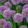 Millenium Flowering Onion Perennial - Allium - Gallon Pot