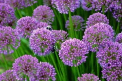 Millenium Flowering Onion Perennial - Allium - Gallon Pot