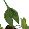 Rare Stingray Plant - Alocasia - Elephant Ears - 4" Pot - Collector's Series