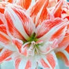 Dancing Queen Double Amaryllis Bulb - Double Flower! 26/28cm Bulb