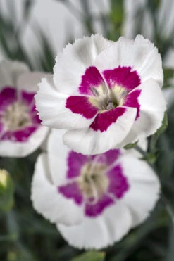 American Pie® Berry À La Mode Dianthus - Garden Pinks - Fragrant - Quart Pot