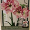 Spotted Queen Giant Dutch Amaryllis Bulb - 30/32cm Bulb