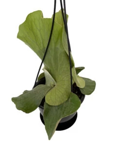 Angola Staghorn Fern - Platycerium Elephantotis - 4.5" Black Hanging Basket