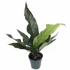Water Dragon Anthurium Plant - Easy To Grow Blooming House Plant - 6" Pot