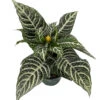 Aphelandra Zebra Plant - Exotic & Unusual House Plant - 6" Pot