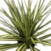 Kiwi Dragon Tree - Dracaena Marginata - 6" Pot - Easy To Grow House Plant