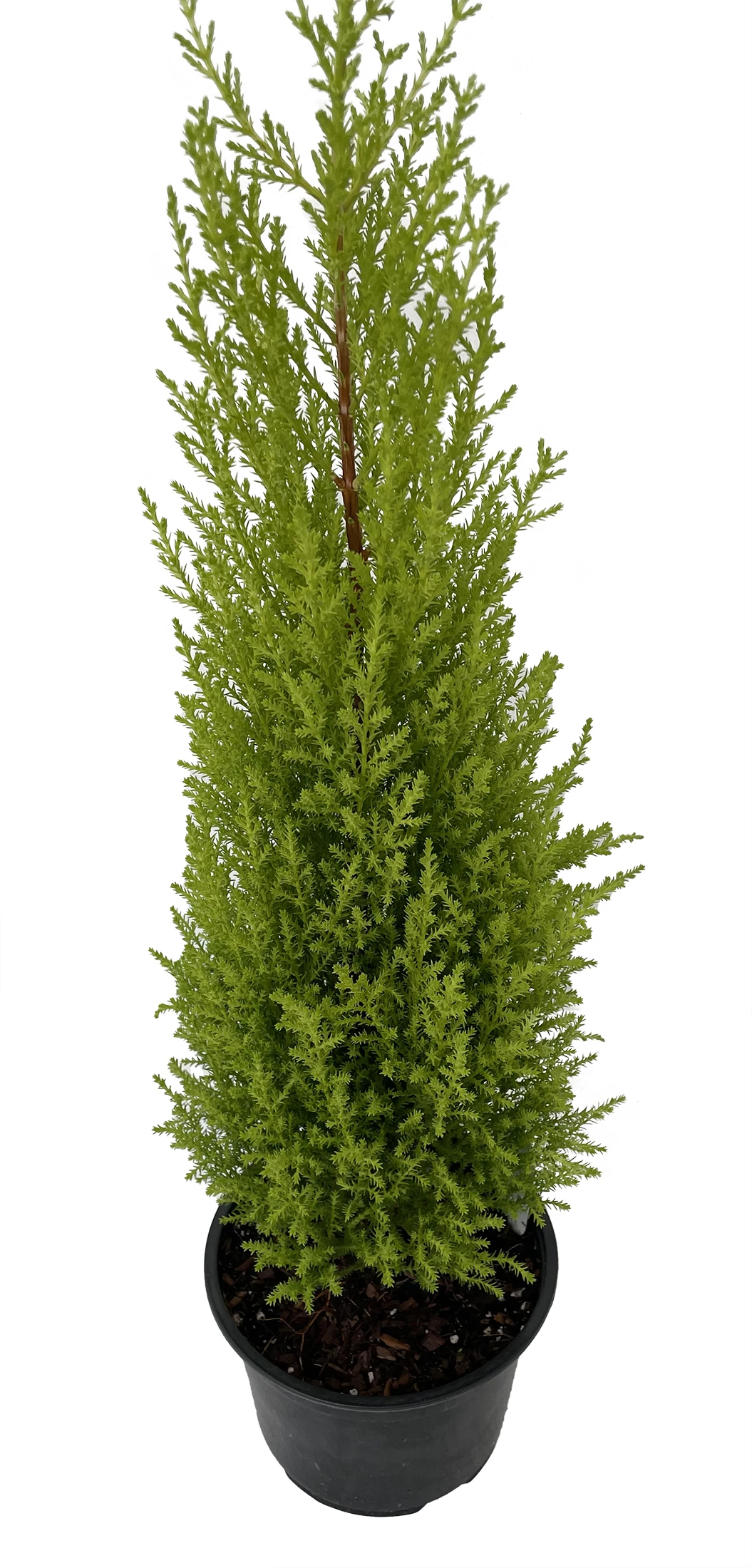 Lemon Scented Goldcrest Cypress Tree - Indoors/Out - 6" Pot - Image 2